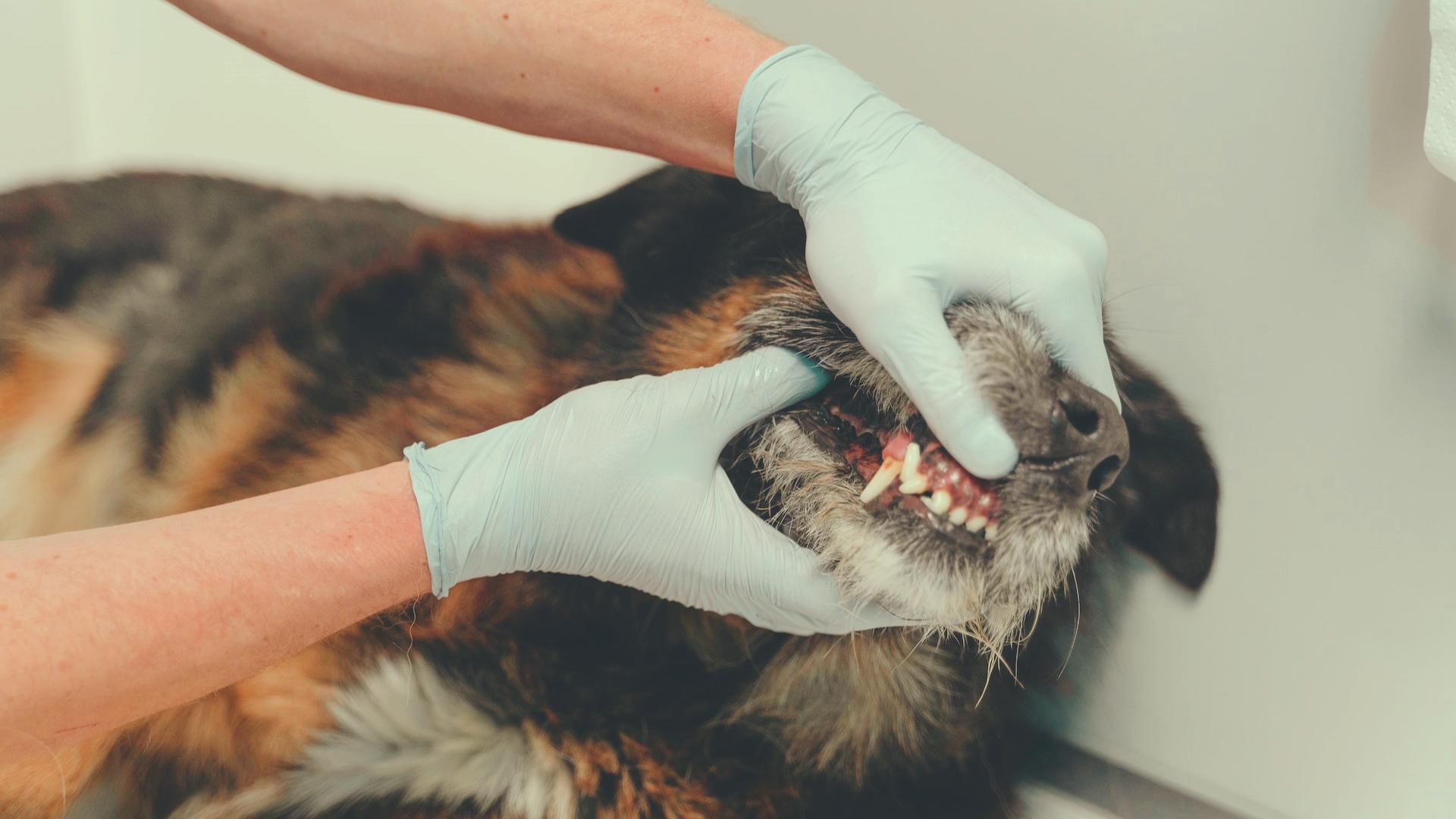 Pulizia dentizione del cane