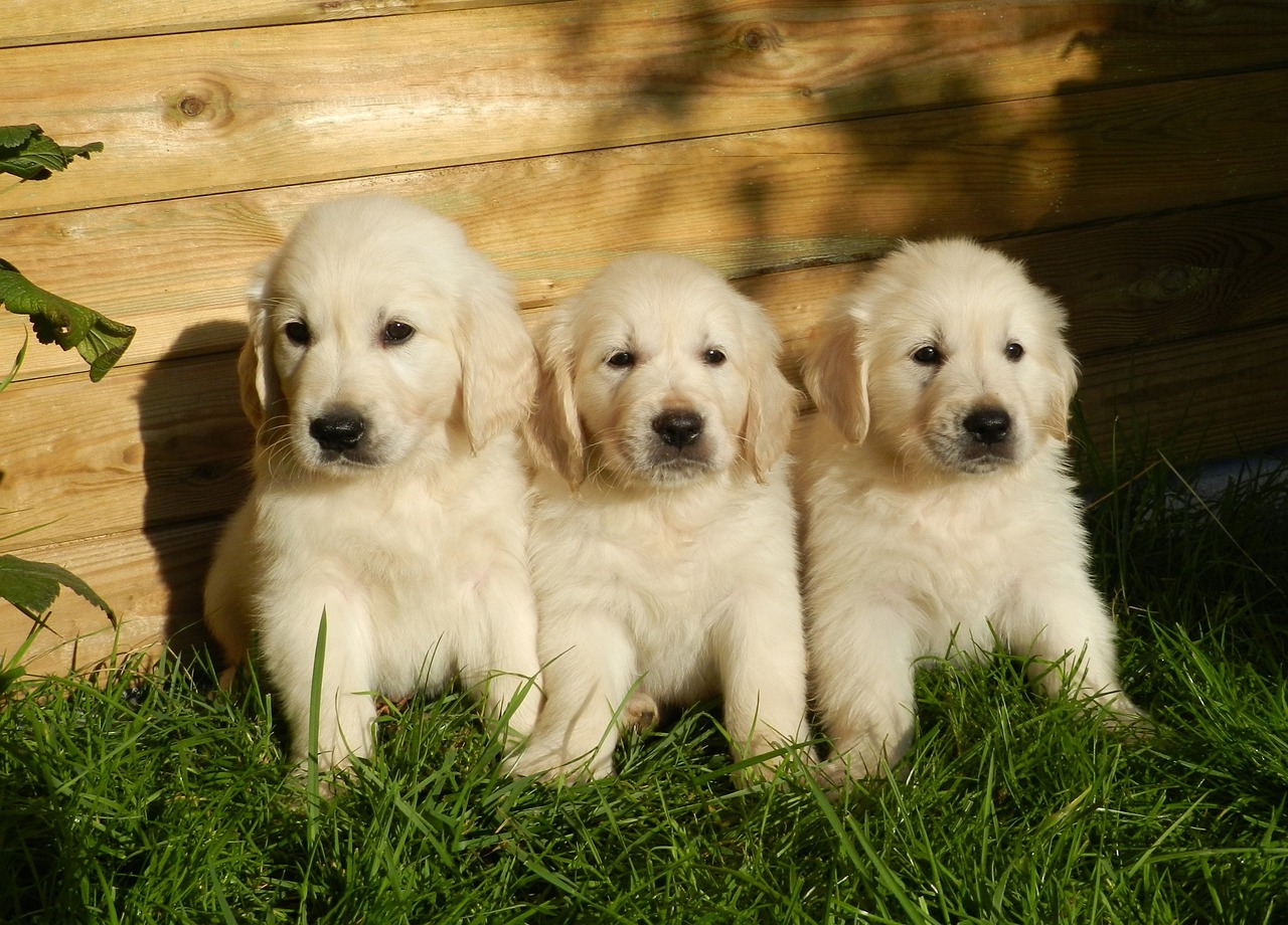 Il golden retriever